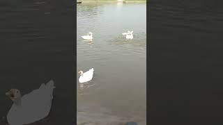 আমার রাজা হাঁস গুলো গোসল করছে #চিনা #duck #animals