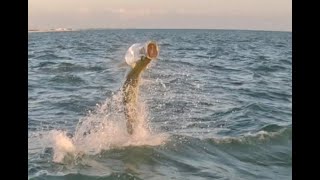 4k Sarasota Tarpon Short - PREVIEW 2024