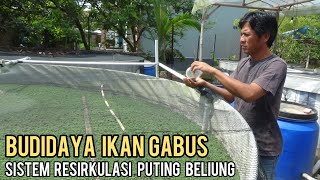 SUKSES BUDIDAYA IKAN GABUS DENGAN SISTEM RESIRKULASI PUTING BELIUNG || HEMAT AIR DAN IKAN SEHAT