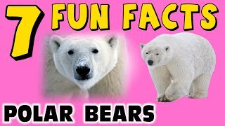 7 FUN FACTS ABOUT POLAR BEARS! BEAR FACTS FOR KIDS! Learning Colors! Arctic! Snow! Funny Sock Puppet