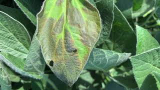 How to Identify and Manage Stem Canker in Soybeans