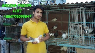 BADSHA PIGEON LOFT & Best high flying pigeons | pigeon flying training | pigeon videos | Pigeons