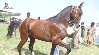 Best horse dance in pakistan.