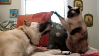 Cat boxing dog  Who wins    YouTube