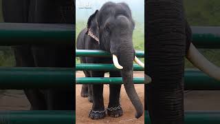 ☄️#அரிசி ராஜா யானை #elephant #tusker #viral #shorts #trending @anbumarimuthuvlogs