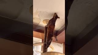 Cat destruction 😂Vidz49 #funnyanimals #cats #kitten #funnycats #viral cute cats 2024 funny cats 2024