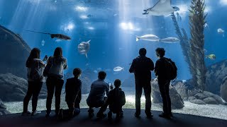 ¡El Mejor Acuario del Mundo está en Lisboa! 🤩🌊