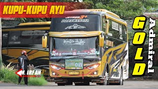 Bus Kupu Kupu Ayu Gold Admiral - bus ngapak #short