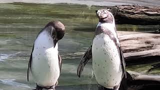 Wir im Saarbrücker Zoo Vögel