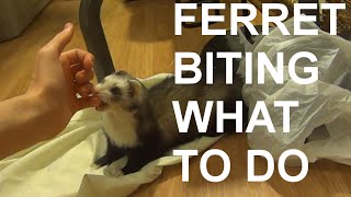 Ferret biting? What to do