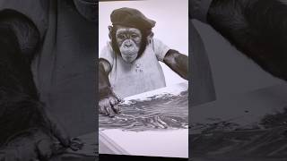 1953 J. Fred Muggs, chimpanzee