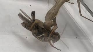 Praying mantis catches and eats cricket Grover Beach fall 2019