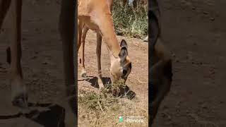 #Gazelle#animals