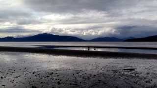 Roxie and a Labradoodle Chasing Each Other