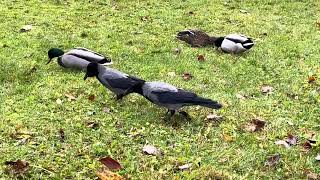 Me and my #birdfamily , #crows and Mallard #ducks have Happy #birdfeeding #october 28’ #bergen