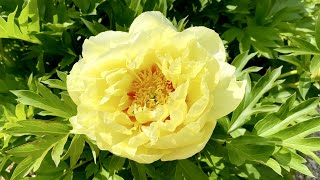 Paeonia 'Bartzella' - FarmerGracy.co.uk