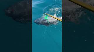 #fishing #tuna #fishingvideo #tunafishing #fish #tunafish #yellowfintuna #jersey #mahi #bait #squid