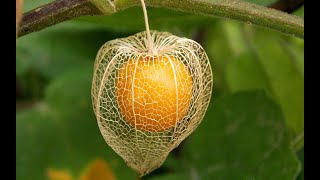 The Life Cycle of the Physalis | Modern Agricultural Planting and Harvesting of Physalis