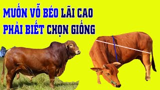 ĐÂY LÀ CÁCH CHỌN MUA BÒ VỖ BÉO CỦA THỢ CHUYÊN GHIỆP LUÔN CÓ LÃI CAO NHẤT.