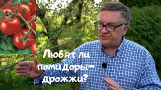 Подкормка помидоров дрожжами - это чушь.