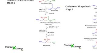 Biosynthesis of Cholesterol