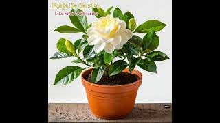 Gandhraj potting mix #music #gardenia #foryou #gardening #bts #kpop #garden #viral #shortsfeed #fyp