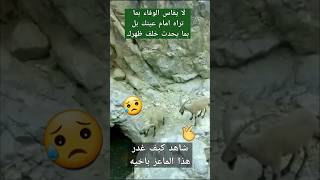 الغدر والمكر عند الحيوان كما عند الإنسان شاهد ماعز جبلي يغدر أخاه 😔 #معلومات #shorts