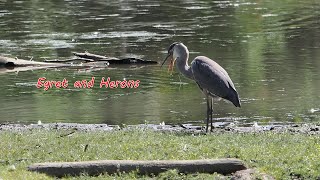 Egret and Herons, Parc Omega