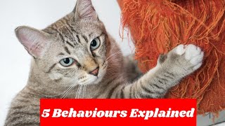 5 Cat Behavior Explained | What Your Feline Friend is Trying to Tell You | Clever Cat Corner