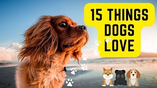 15 Things dogs love the most