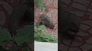 Indian grey mongoose | मुंगुस | नेवला | India |