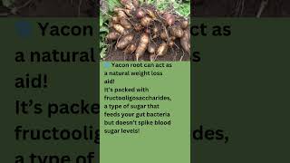 Yacon Root The Gut Friendly Weight Loss Secret! #fruit #facts #shorts