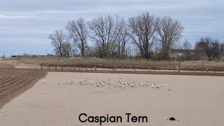 Caspian Terns - Layover at The North Beach