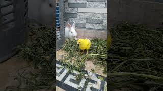 trust #youtubeshorts #animal #bunny #pet #farming #rabbit