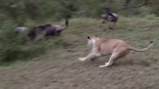 Lion Kill - Masai Mara