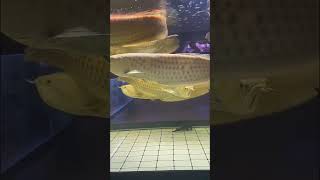 Arowana #aquarium #fish #viral #viralshorts #shorts #arowana #aquariumfish #subscribe