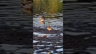 beauyiful ducks in the river