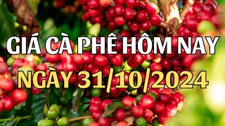 Giá cà phê hôm nay ngày 31/10/2024 Giá cà phê hôm nay cao nhất tại Việt Nam 108.600 đ/1kg