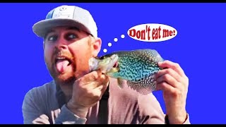 Crappie Fishing AKA Speckled Perch (Catch and Cook)