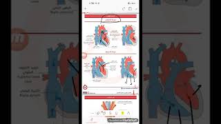 ||التشريح||_الفصل الخامس(العمل القلبي وتعصيب القلب) الدكتورة آية يوسف