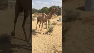 Old age female Camel #Oldcamel