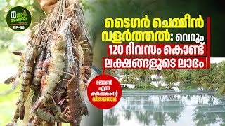 ടൈഗർ ചെമ്മീൻ കൃഷി: 120 ദിവസംകൊണ്ട്‌ ലക്ഷങ്ങളുടെ ലാഭം, ജോൺ എന്ന കർഷകന്റെ വിജയഗാഥ, Tiger Prawn Farming