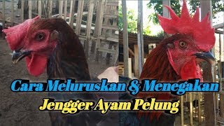 CARA MELURUSKAN JENGGER AYAM PELUNG YANG MIRING/KEPLEK | BISA JADI LURUS TEGAK