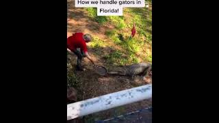 How Florida Man Handle Alligators in FL