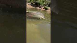 Que coisa de louco pirarucu gigante dá um salto