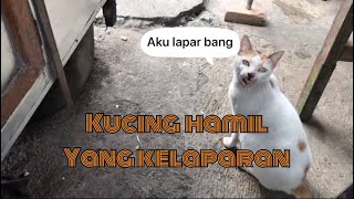 Memberi makan KUCING hamil#kucing#kucinghamil#pecintakucing#kucinglucu