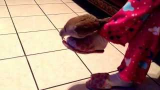 A pigeon goes crazy over slippers?