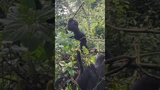 Such a beautiful moment #cuteanimals #gorilla #apes #babyanimals #Africa #Uganda #wildlife #primates