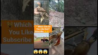 Funny Animal Videos 2022 - Funniest Cute Cats And Dogs Video Compilation - #tiktok #shorts #trending