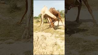 Bull camels making fun#ytshorts